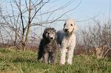 BEDLINGTON TERRIER 107